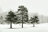 Three Pines_21637